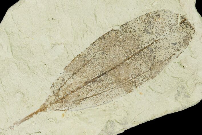 Miocene Fossil Leaf - Augsburg, Germany #139273
